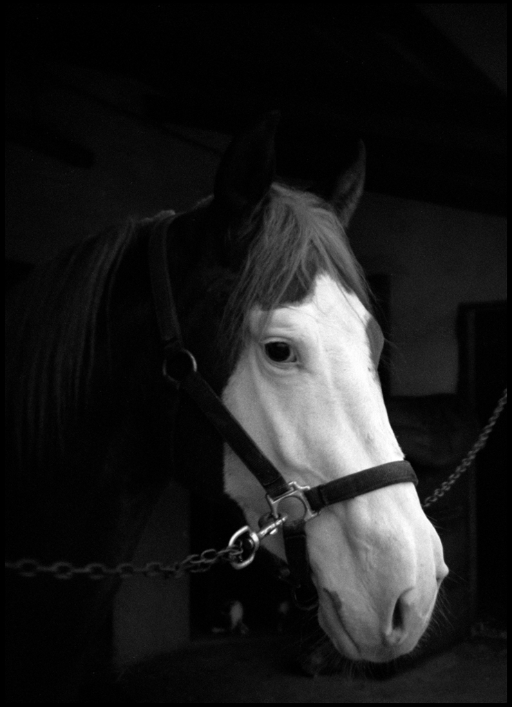 Horses